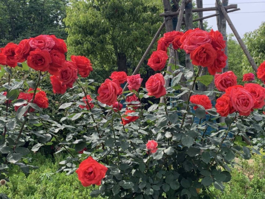 老公有了第三者该不该离婚,老公有第三者我该怎么处理