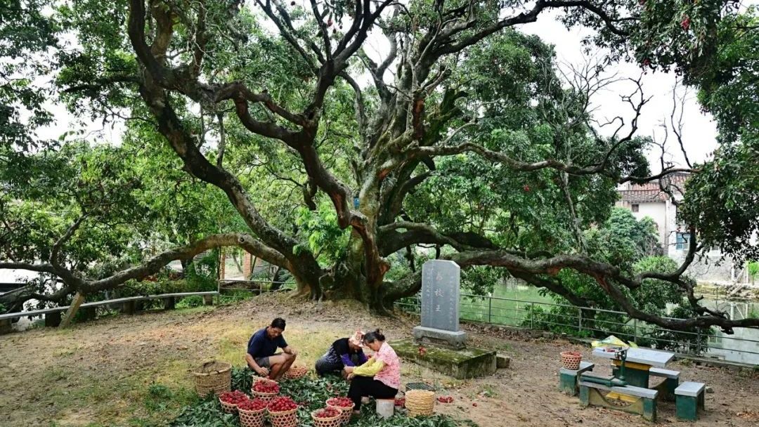 流传千年的风味，那一抹不变幻的甜，是莆田人心头好