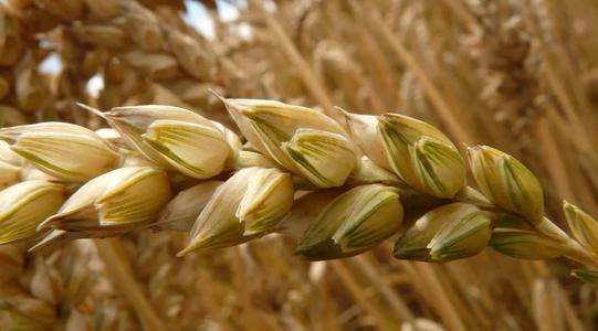 小麦拌种剂药害出土慢怎样解,小麦拌种剂需要防治什么病虫害