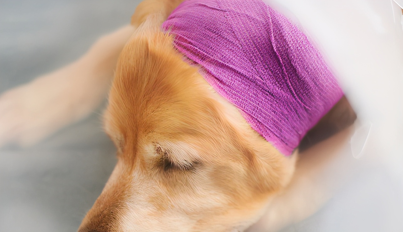 狗狗耳朵被咬伤可以用碘伏吗,狗狗耳朵被咬伤需要打狂犬疫苗吗