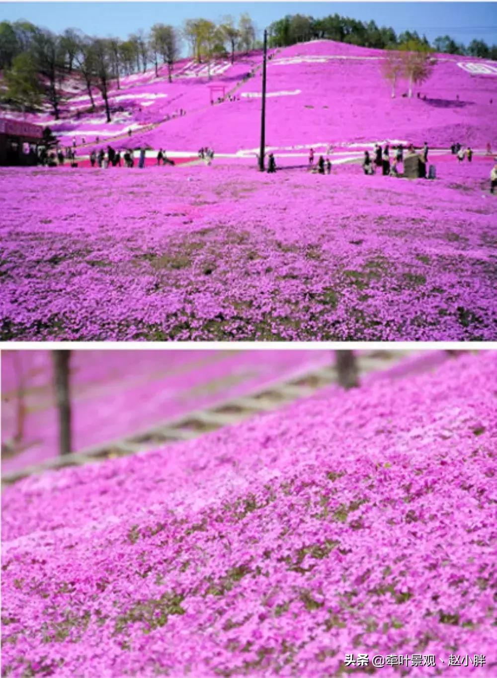 踏春寻美景,踏春赏花梯田漫步