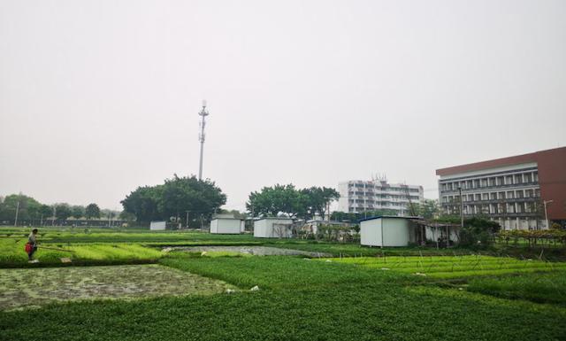 农村玉米秸秆窝棚,石棉瓦窝棚