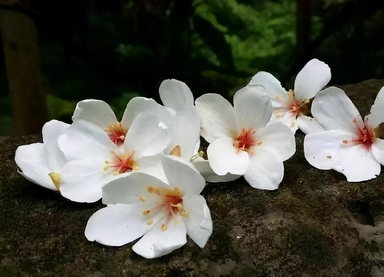 如何看待凤凰男的爱情生活,凤凰男被骗婚