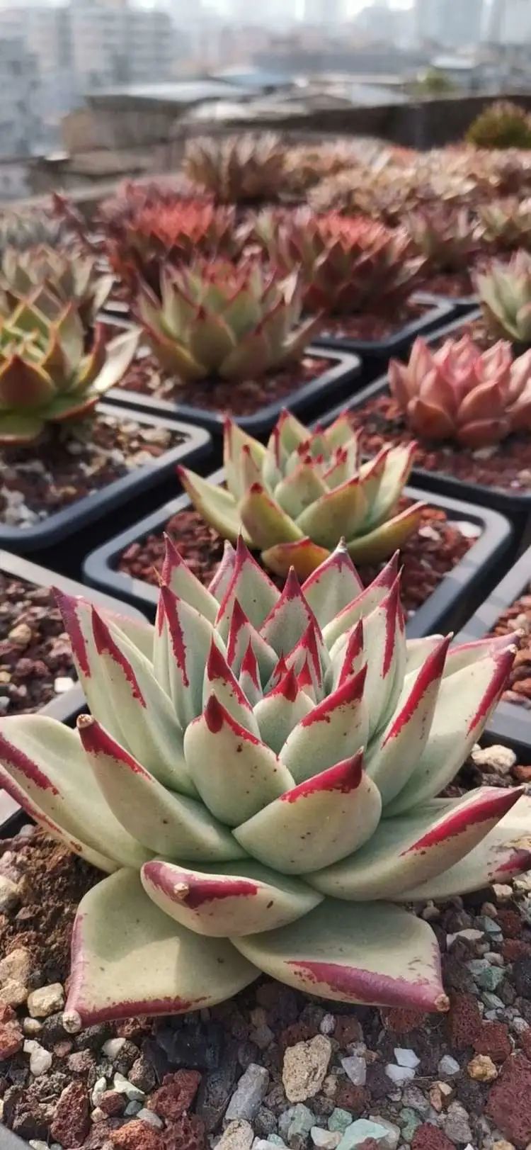 养多肉植物修身养性,多肉的习性和日常养护方法