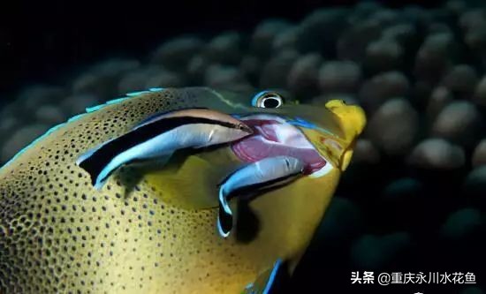 十种最漂亮的观赏鱼视频播放,观赏鱼60条