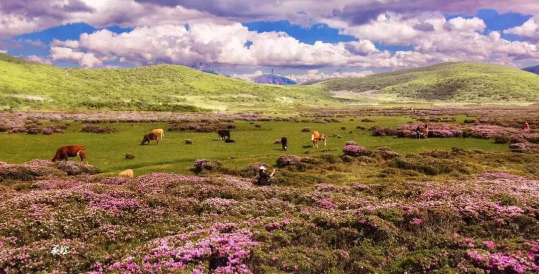 凉山州哪里可以赏花,西昌赏花攻略