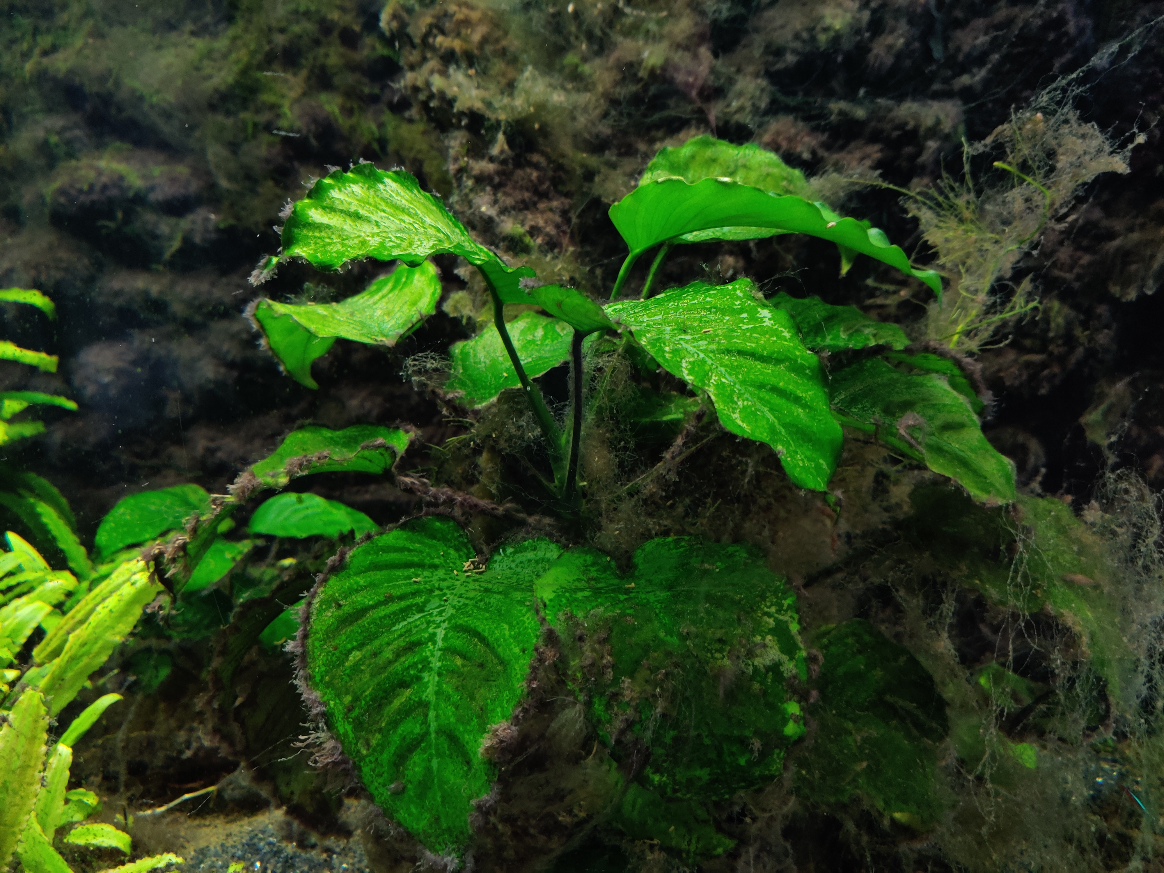 海缸各种藻类及防治,海缸常见10种藻类的解决方法