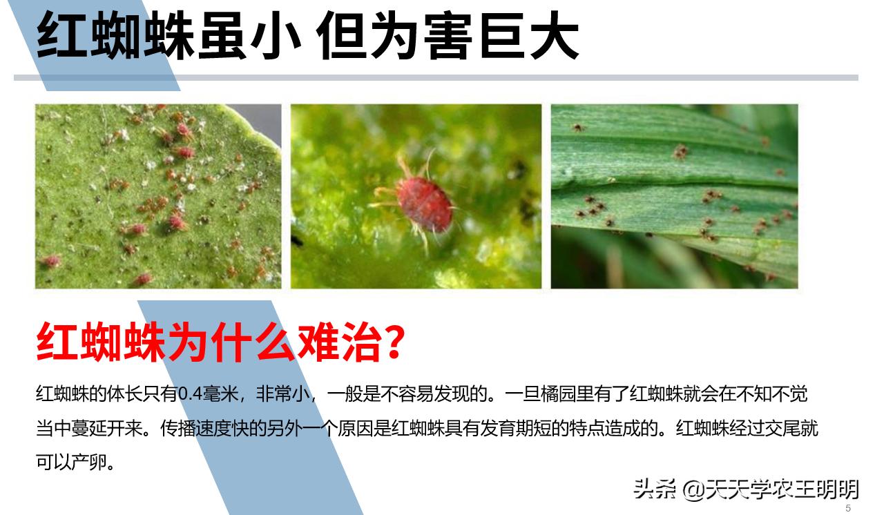 捕食螨除红蜘蛛,捕食螨灭红蜘蛛视频