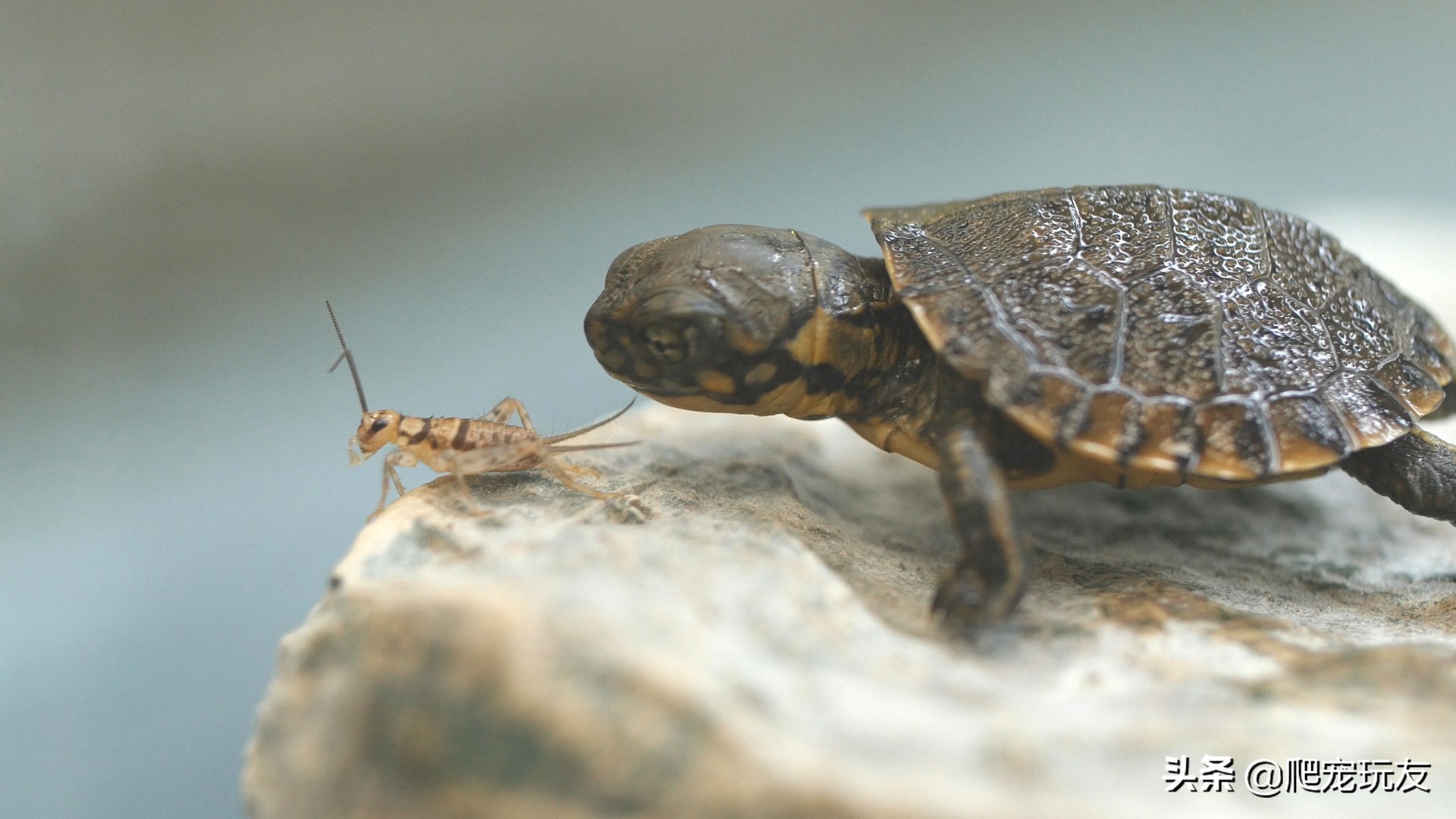 过量喂食生长速度缓慢,龟一般喂多少合适