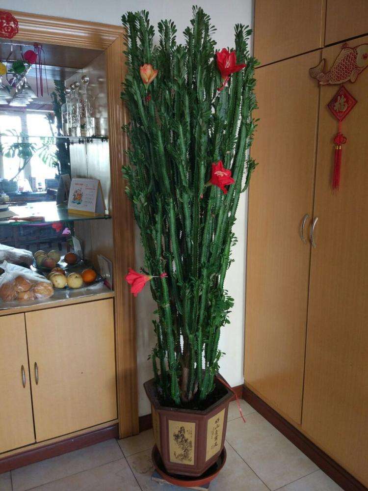 卧室可以养这五种盆栽,大盆栽植物室内旺宅