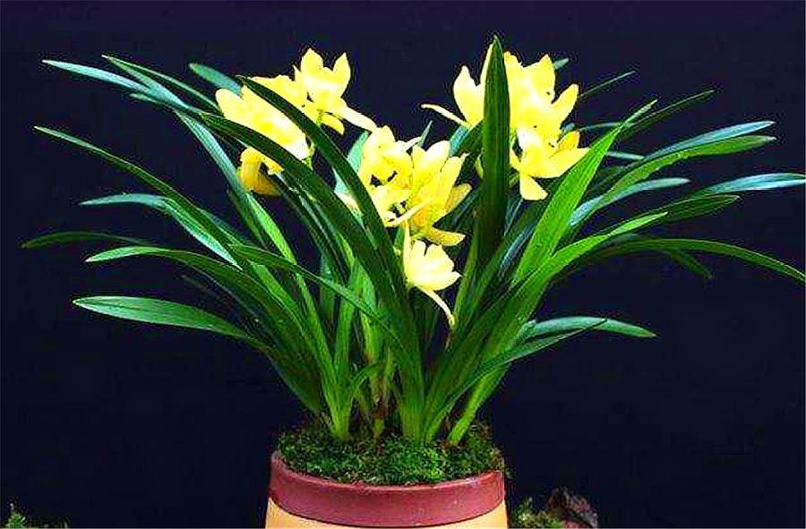 散发花香的盆栽花卉,适合室内盆栽常开花有花香的花卉