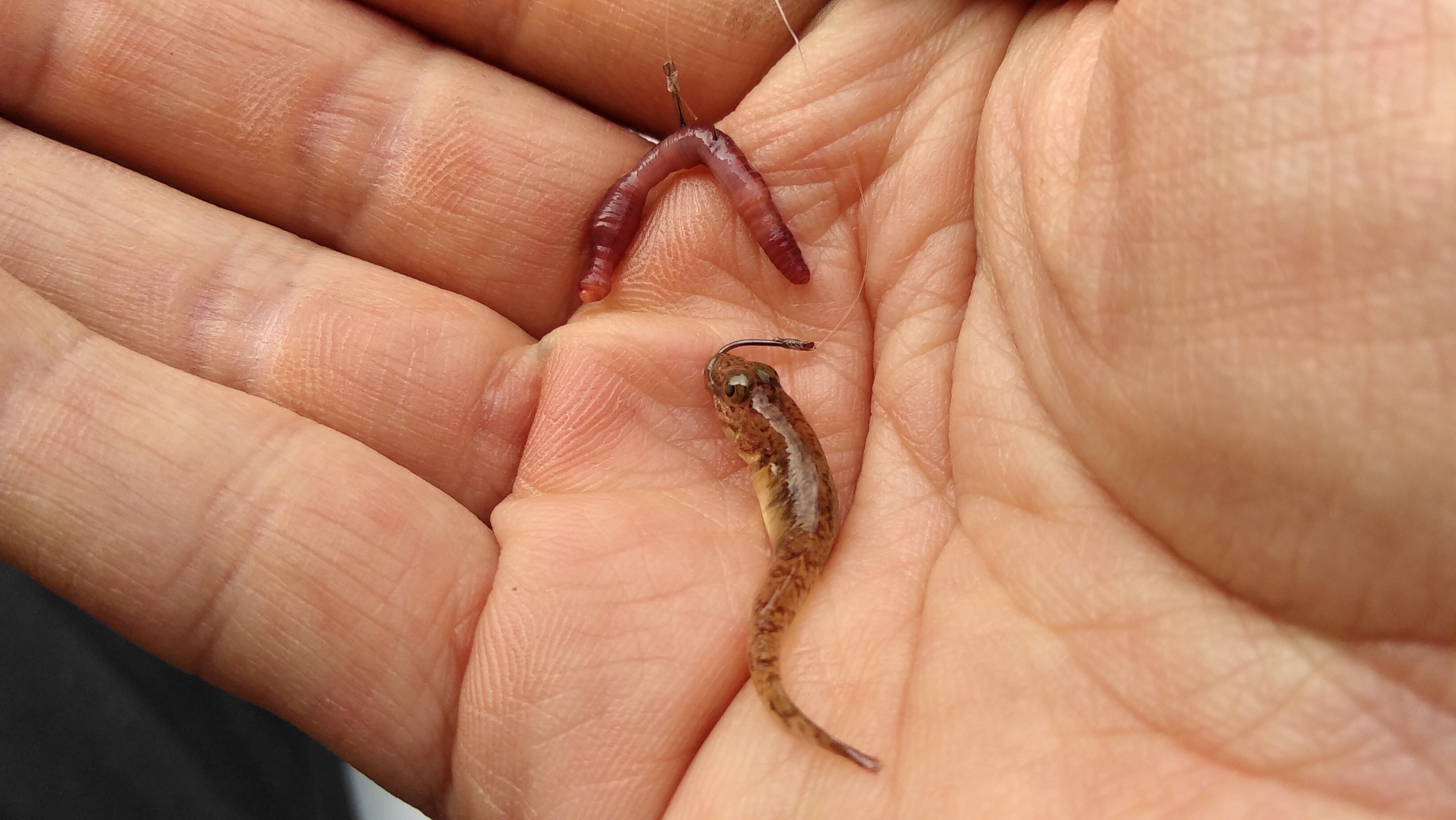 7号钓鱼钩子选择,钓钩7号跟12号怎么选