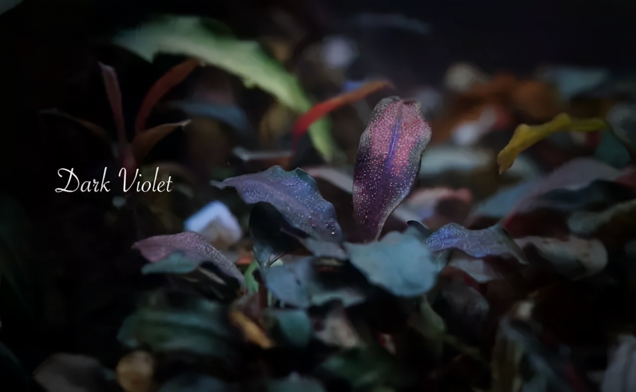 卡佩特k5辣椒榕为什么这么贵,辣椒榕k5为什么贵