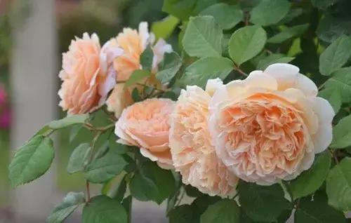 最漂亮10种微型月季,新手必入这8种月季漂亮好养