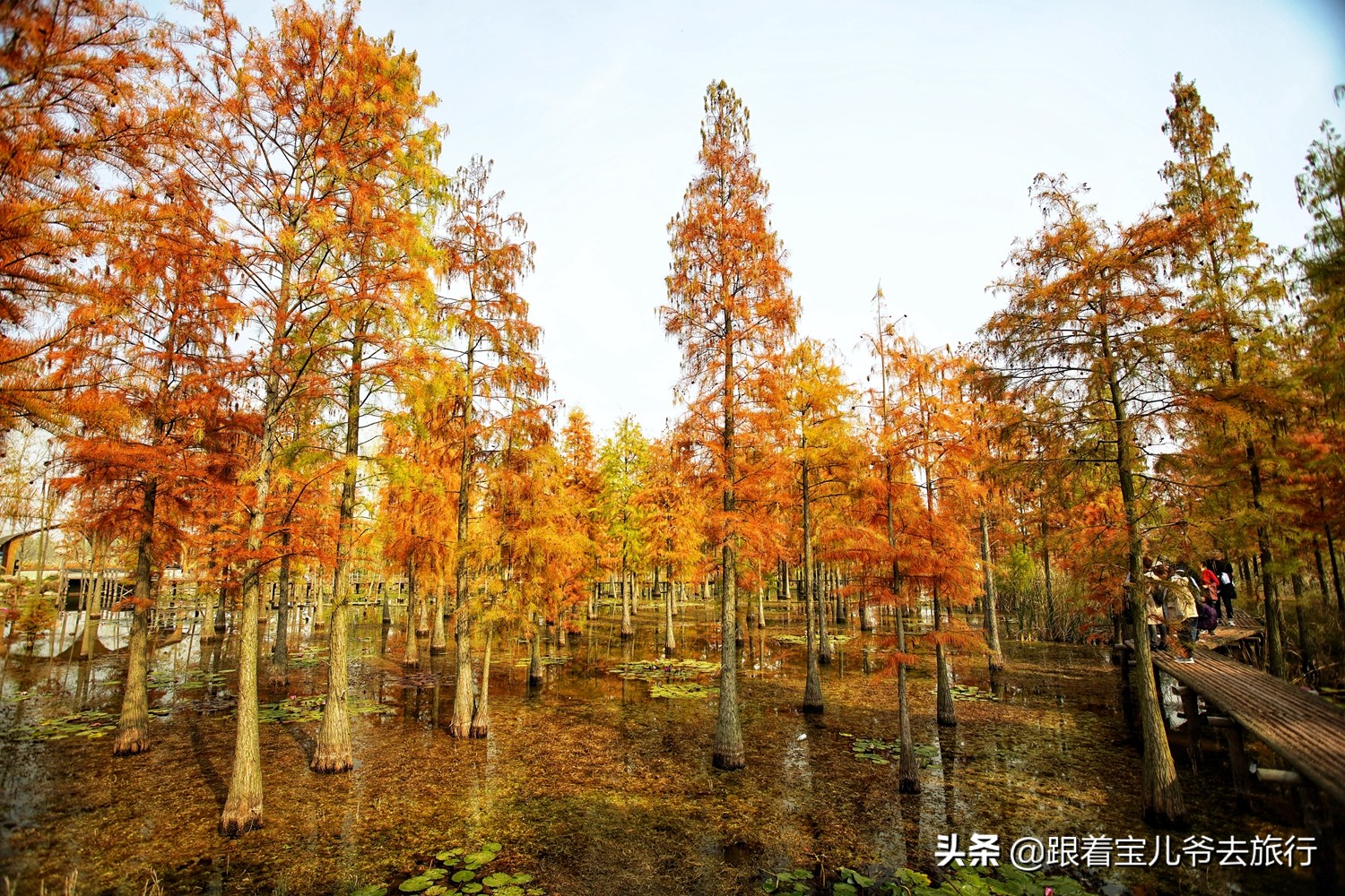 南京燕雀湖水杉林,南京秋天水杉林