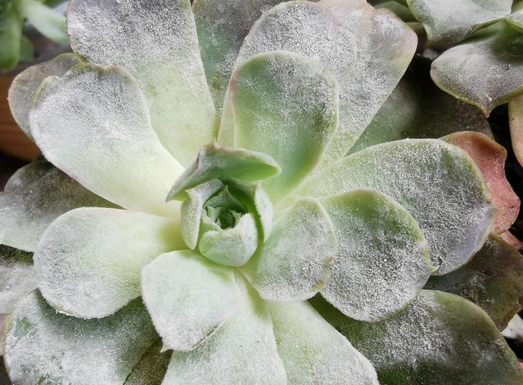 多肉白腐病怎么处理,多肉的白粉病怎么治疗