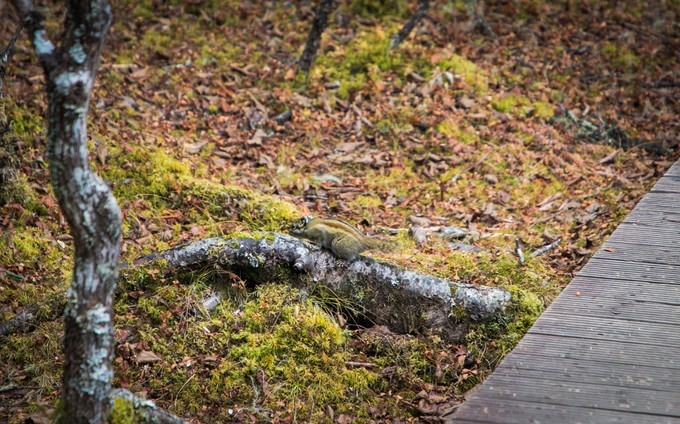 消失的地平线上的“香巴拉”和“女儿国”（二）
