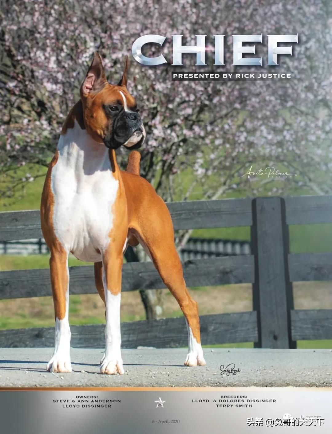 akc柴犬,2022年美国akc犬展冠军