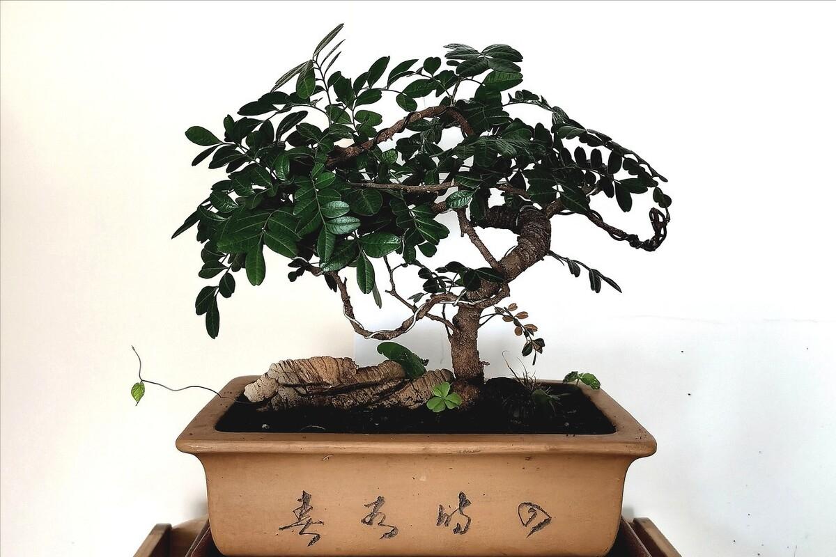 富贵花十大不吉利花,十二种寓意幸福美满富贵吉祥的花