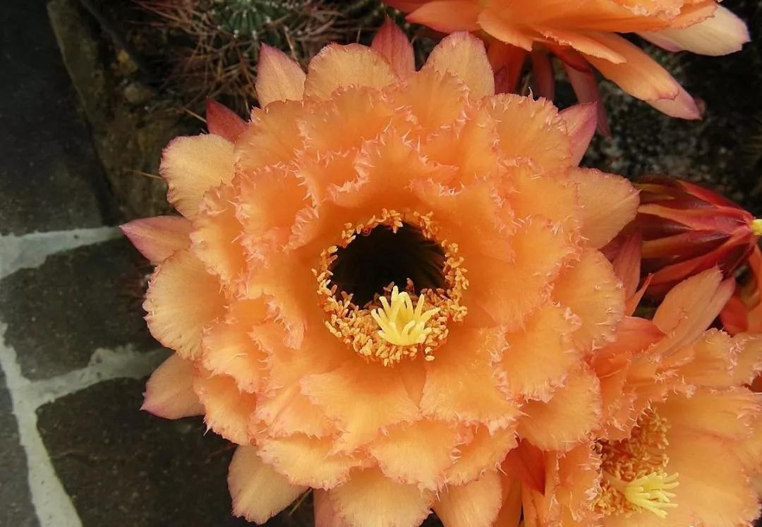 100种仙人球花图片,100种仙人球的品种视频