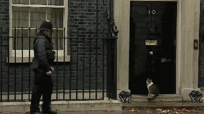 英国第一御猫,英国第一猫拉里视频