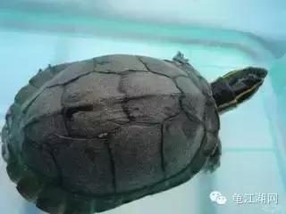 安布闭壳龟是国家保护动物吗,安布闭壳龟可以吃锦鲤鱼粮吗