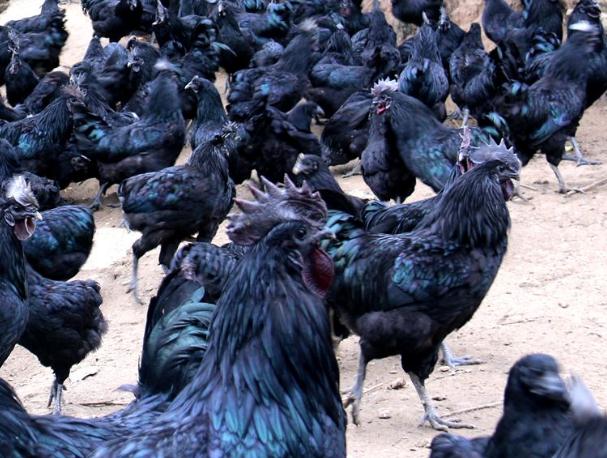 乌鸡为什么越养越贵,养乌鸡会更赚钱吗