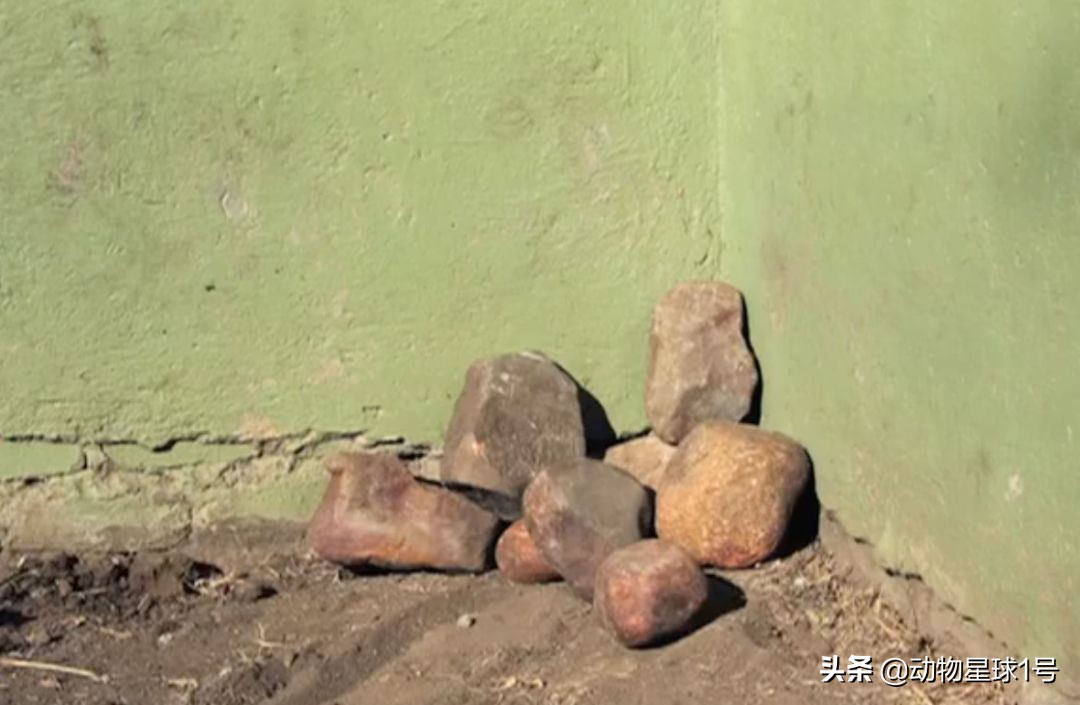 平头哥蜜獾照片,蜜獾平头哥动物科普