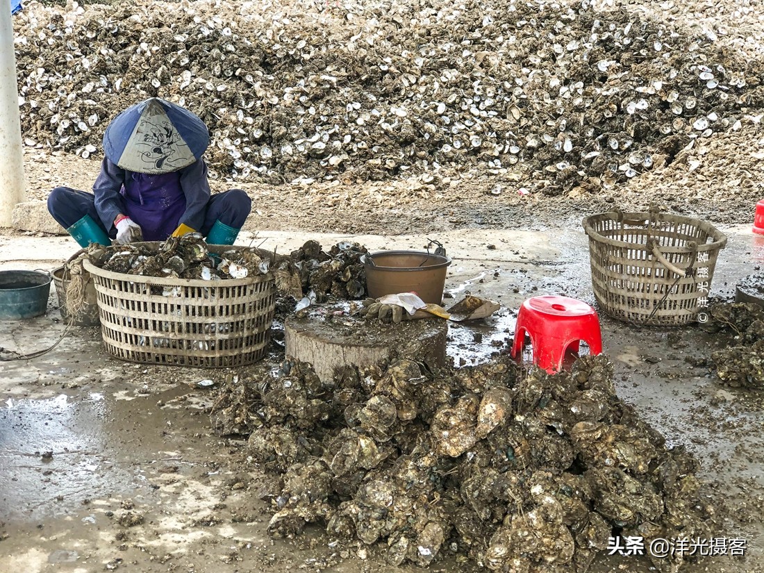 阳西县程村镇蚝排,阳西中国蚝乡在哪里