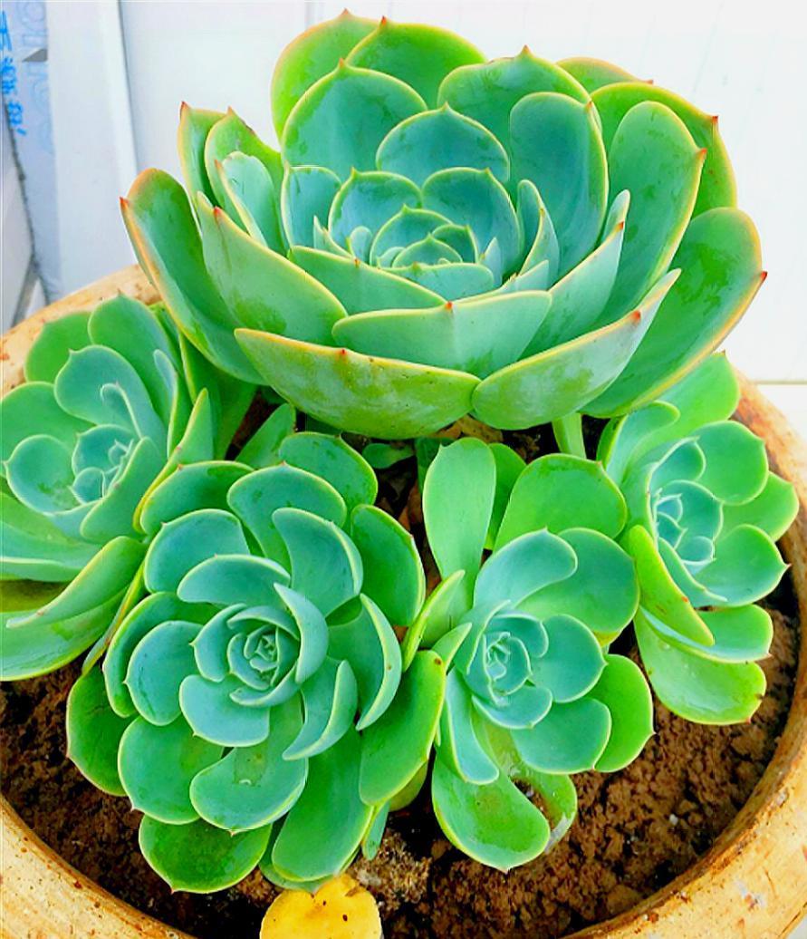 玉蝶侧芽怎么养成老桩,玉蝶老桩怎么修剪桩型