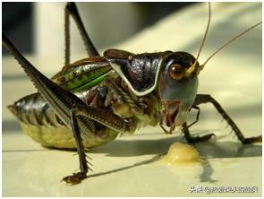 想要转运有什么办法,想要转运戴什么好