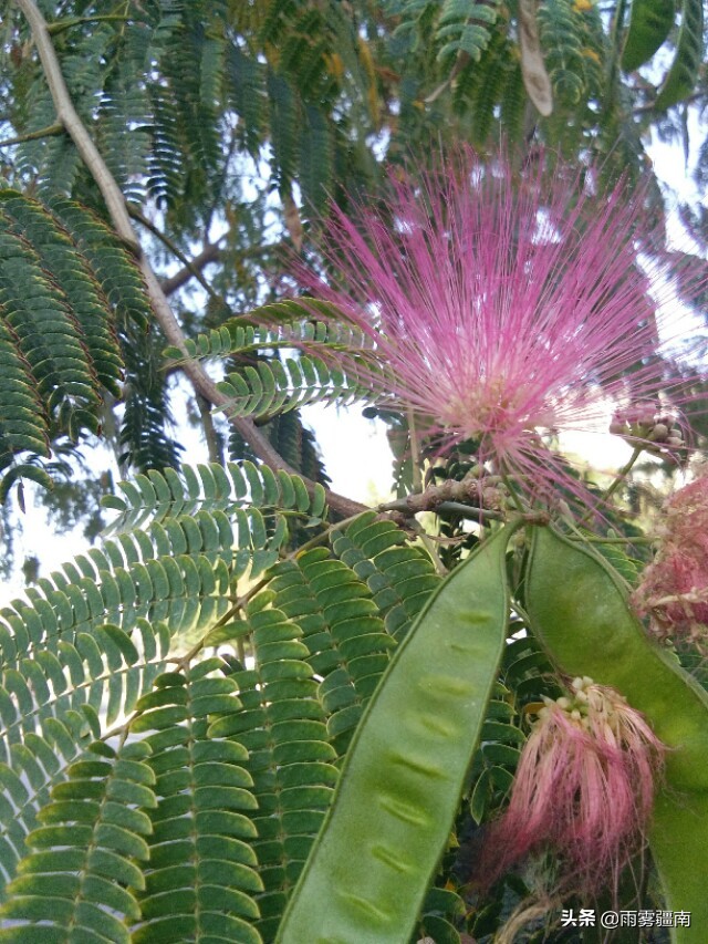 读古诗词，赏阿图什*欢合**花