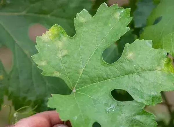 白芨病害及防治,白粉病用药防治