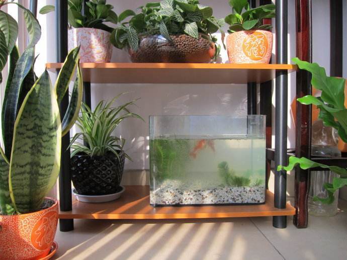 庭院不建鱼池直接放鱼缸设计效果,阳台做水池假山养鱼