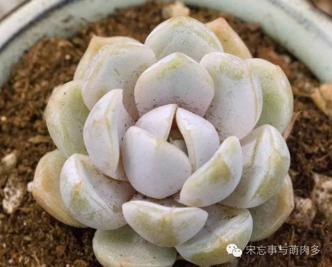 多肉月影系有哪些品种,月影系多肉品种大全