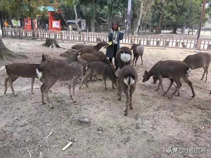 没有中国游客的日本景区,日本旅游业怎么样了