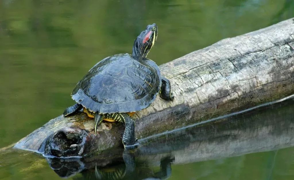 养龟净化水质的药物有什么,养鱼和养龟的水质区别