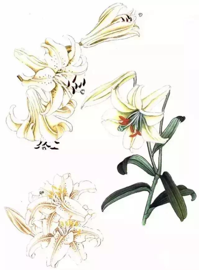 工笔百合花朵设色步骤,工笔重彩油画百合
