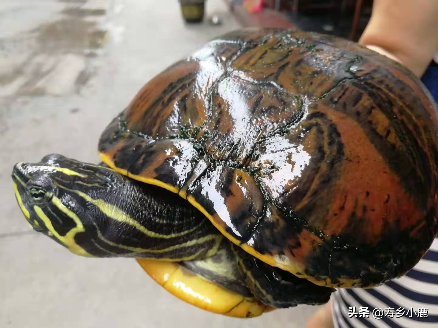 养殖水龟，如何做好日常管理工作降低水龟患水霉病的风险？