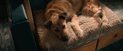 一部被低估的科幻电影末日,现在最火的末日片有哪些