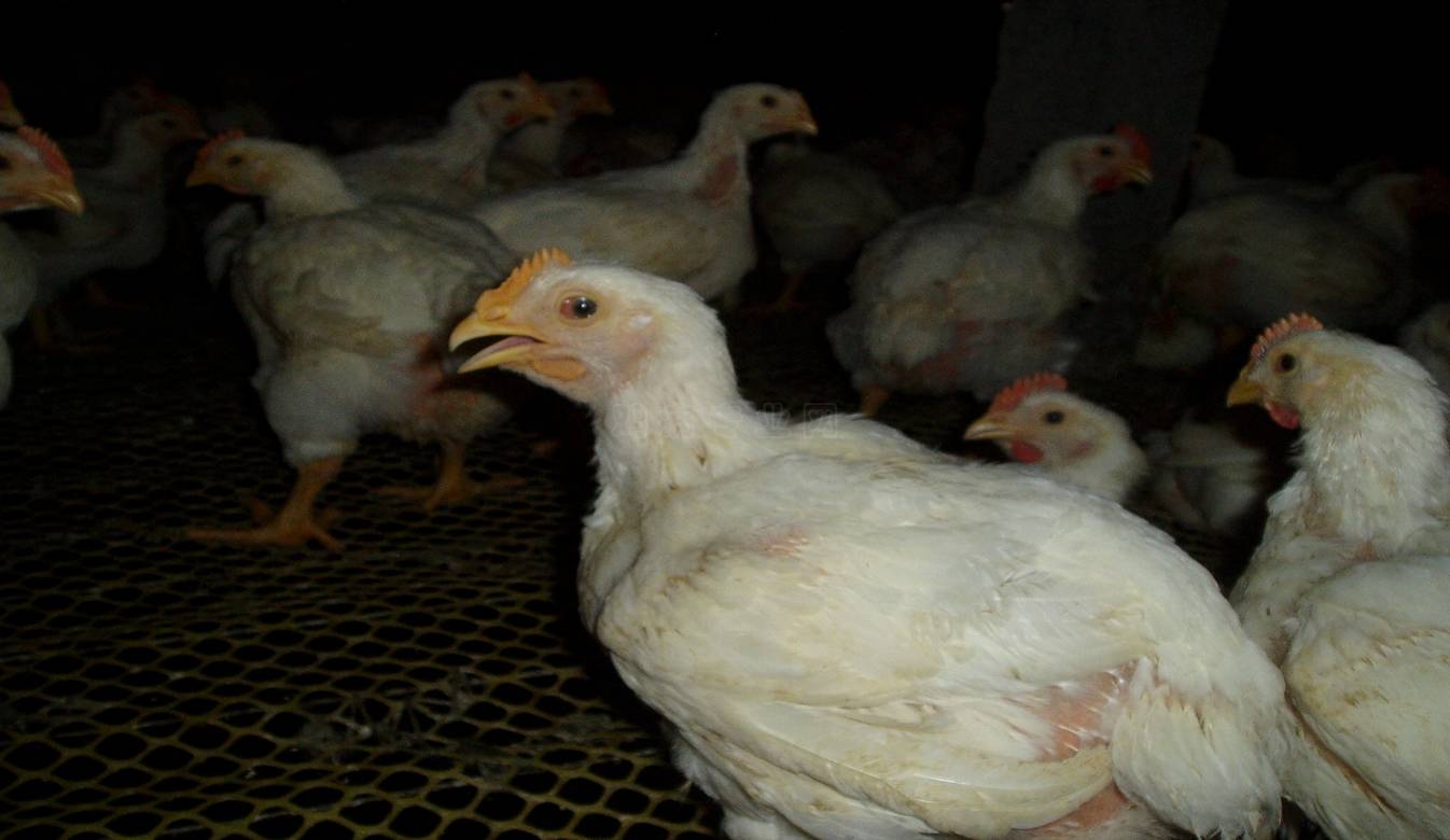 鸡打呼噜眼睛里有气泡,鸡眼睛里有泡沫怎么治疗