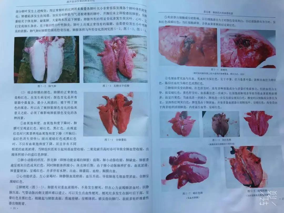 猪肺炎怎么治疗最有效,猪肺炎真的无药可救吗