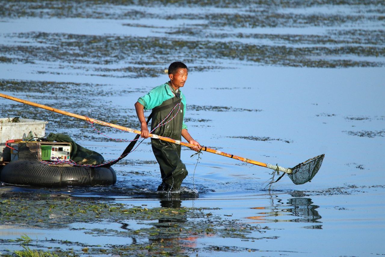 钓鱼遇到虾的技巧,钓鱼碰上渔网怎么办