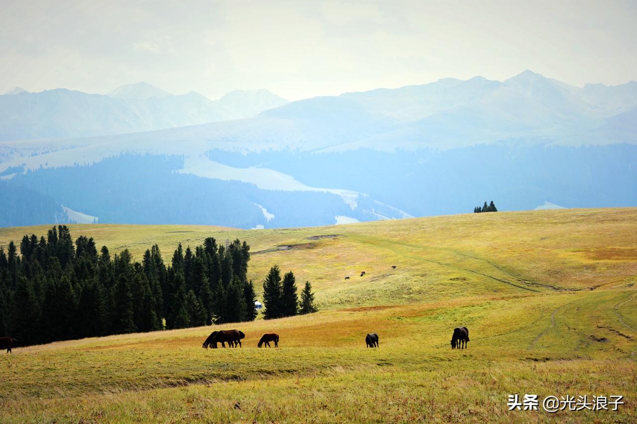走进大自然观赏大自然的美丽风光,喀拉峻大草原风景太迷人