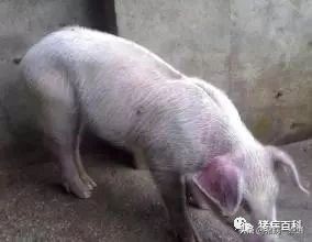 有几种猪病会一身发红,育肥猪皮肤发红怎么回事怎么治疗