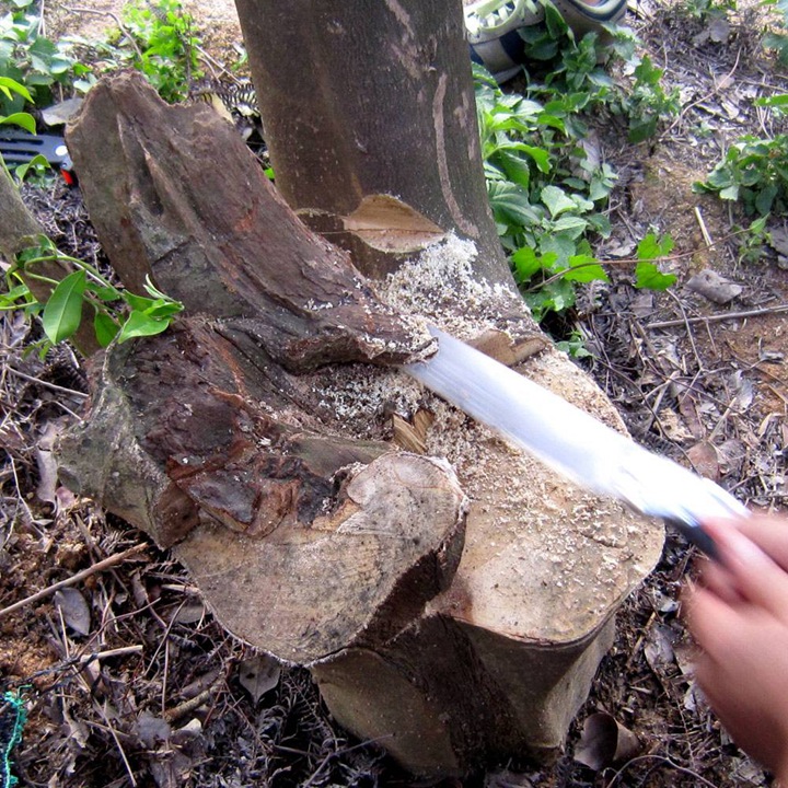 春日种下一棵阅读树,春日种下一朵花