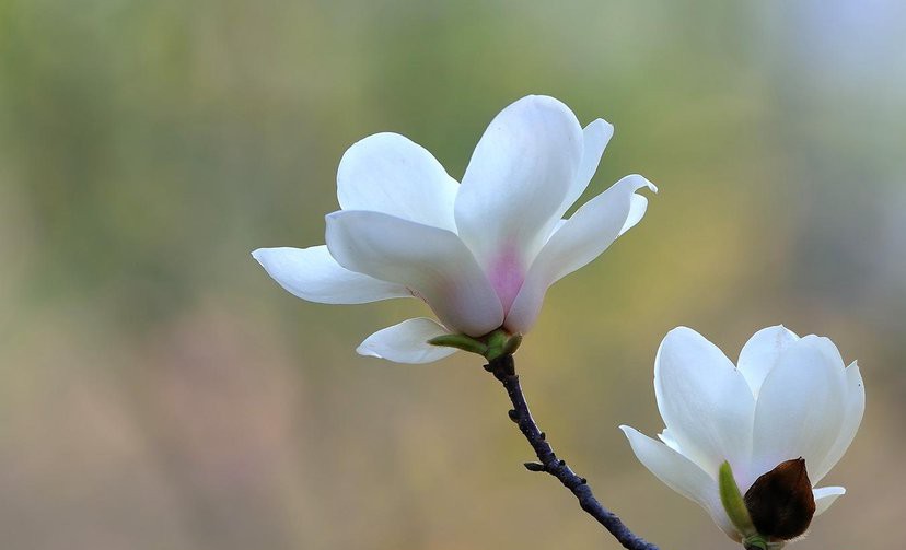 白玉兰花洁白如玉,白玉兰花冰肌玉骨
