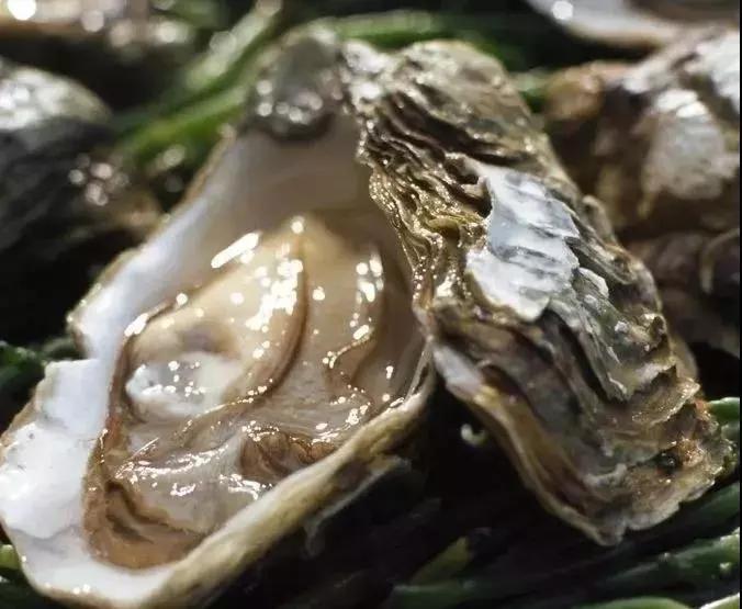 冷水海蛎子,荣成哪里能买到新鲜的乳山牡蛎
