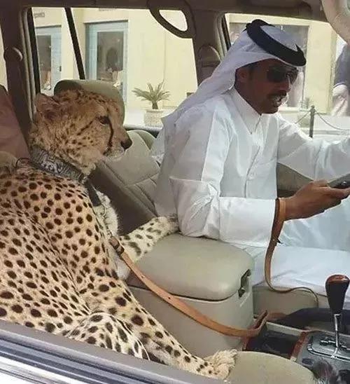 迪拜填海烂尾工程恢复了吗,迪拜旋转大厦建造图