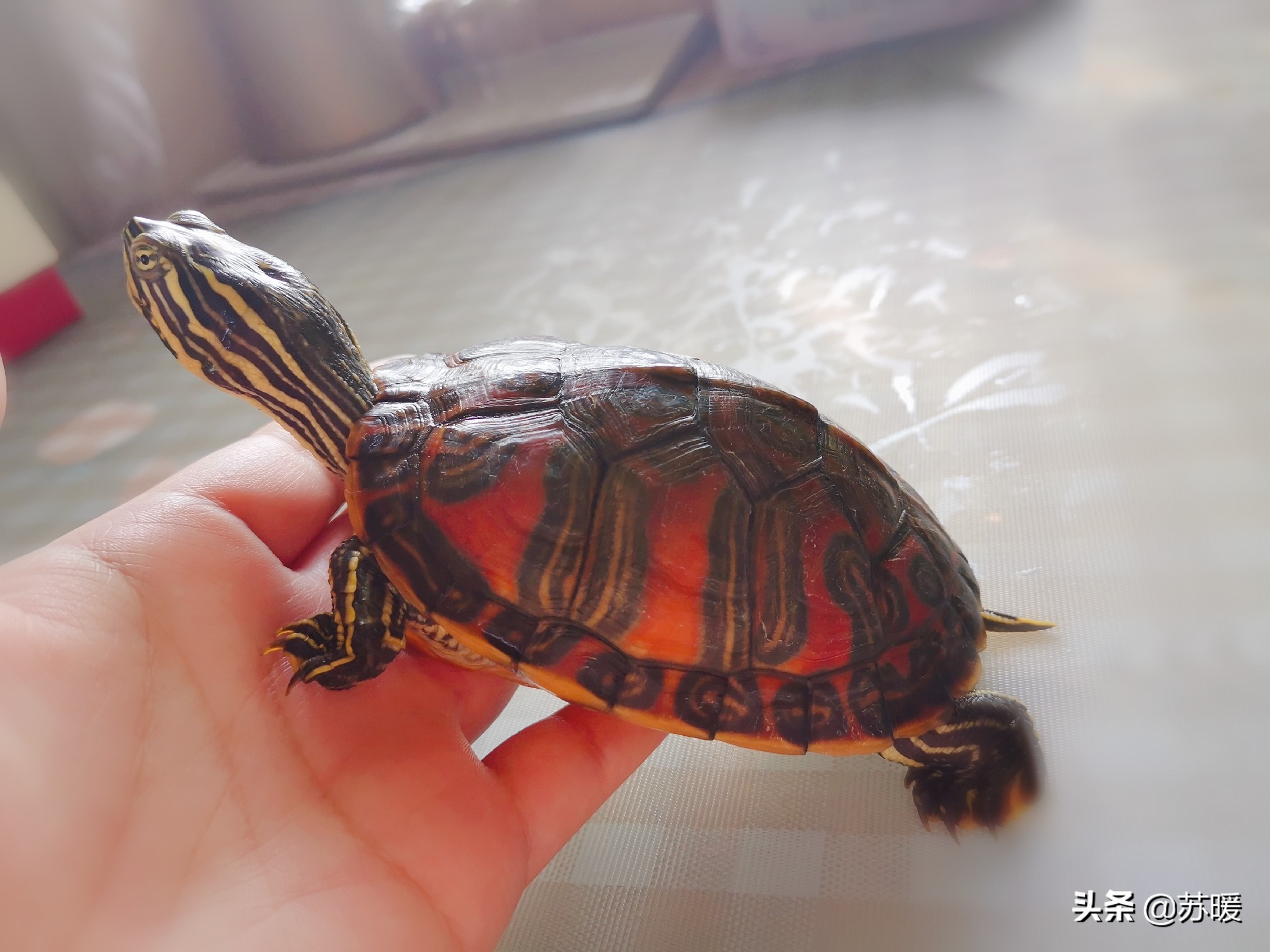 红茶可以治疗乌龟腐皮吗,腐甲腐皮的乌龟怎么治疗